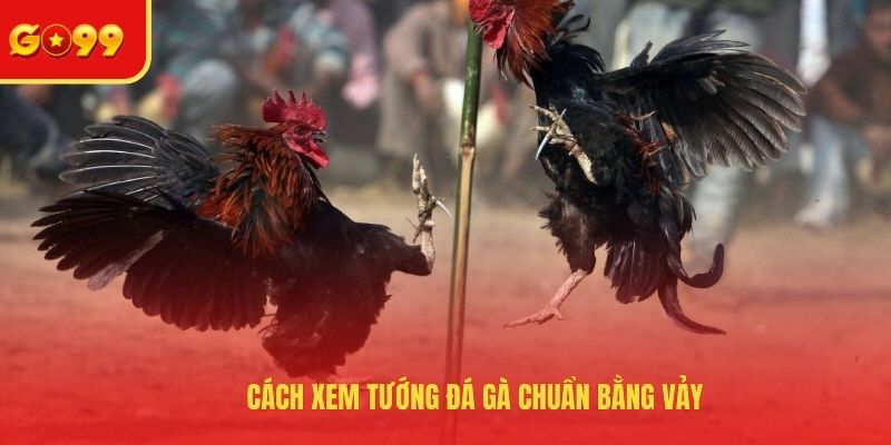 Cách xem tướng đá gà chuẩn bằng vảy